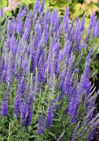 VERONICA spicata Blauteppich